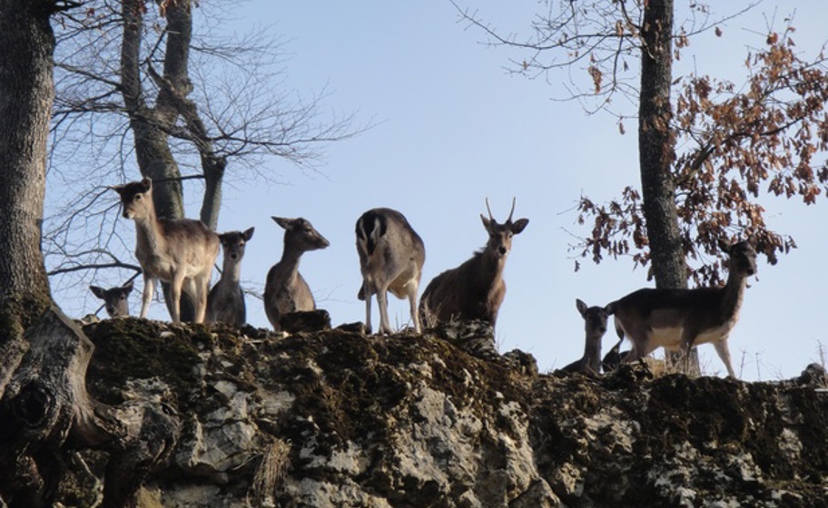 Parc animalier de Mühletäli