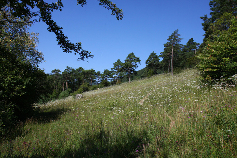 lehrpfad__1