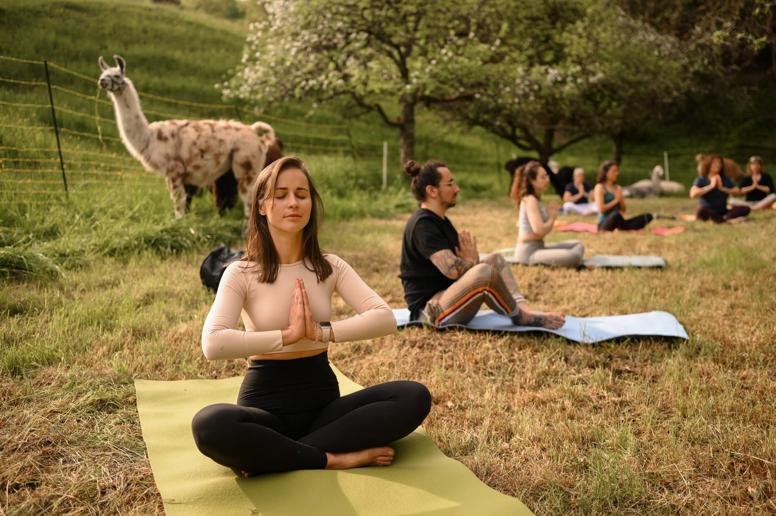 Yoga inmitten von Alpakas