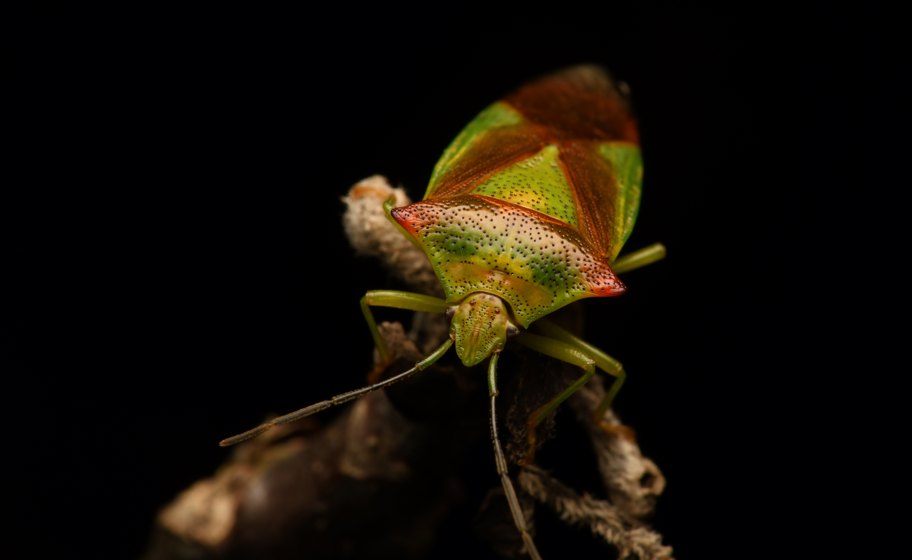 Insects and Stories